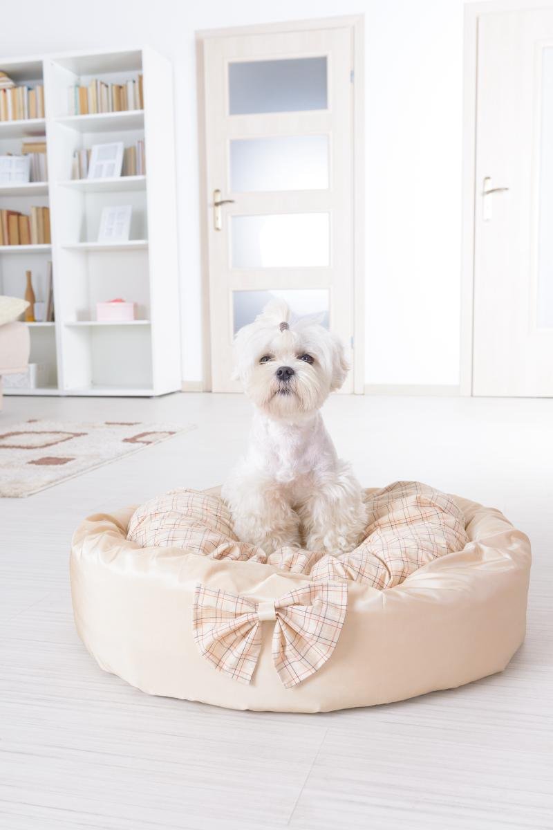 Dog Beds